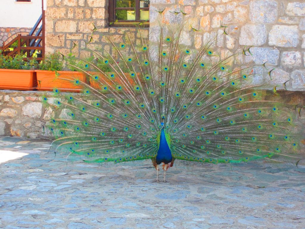 Ljubaništa Hotel St. Naum מראה חיצוני תמונה